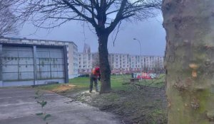 Longuenesse : le dernier arbre abattu avant le debut des travaux de la nouvelle salle de sport