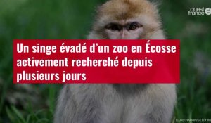 VIDÉO. Un singe évadé d’un zoo en Écosse activement recherché depuis plusieurs jours