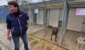 Le refuge pour animaux de Buigny-Saint-Maclou près d'Abbeville, reçoit trop d'animaux en ce moment, le 18 mars 2024.