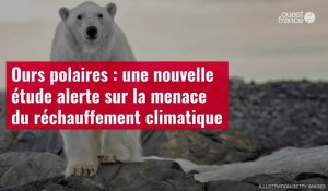 VIDÉO. Ours polaires : une nouvelle étude alerte sur la menace du réchauffement climatique