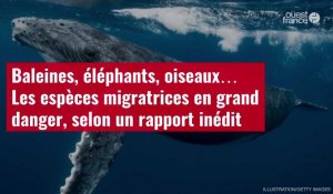 VIDÉO. Baleines, éléphants, oiseaux… Les espèces migratrices en grand danger, selon un rapport inédit