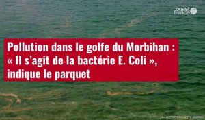 VIDÉO. Pollution dans le golfe du Morbihan : « Il s’agit de la bactérie E. Coli », indique le parque