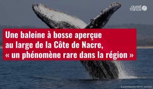 VIDÉO. Une baleine à bosse aperçue au large de la Côte de Nacre, « un phénomène rare dans la région 