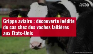 VIDÉO. Grippe aviaire : découverte inédite de cas chez des vaches laitières aux États-Unis