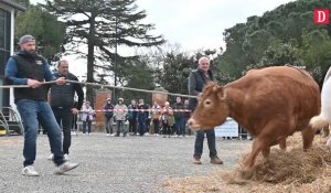 La foire aux bovins un rendez-vous entre public et agriculteurs