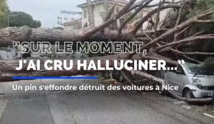 Un pin s'effondre détruit des voitures à Nice
