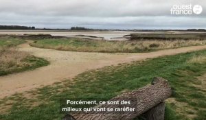 VIDÉO. Deux ans après sa remise en eau, que devient le polder des terrains François, à Sallenelles ?