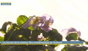 Les secrets de la violette, fleur emblématique de Toulouse