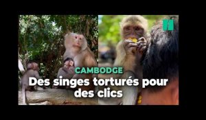 Au Cambodge, les singes exploités et maltraités par des YouTubeurs