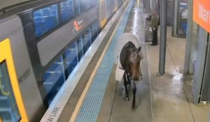 En Australie, un cheval de course surprend les usagers d'une gare