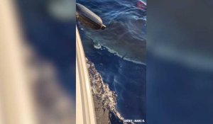 Des plaisanciers filment un grand requin blanc en Méditerranée, près des côtes de Camargue