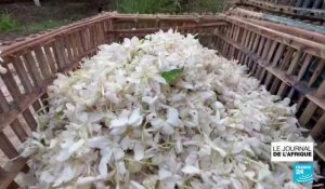 Culture du jasmin en Egypte : la variété la plus appréciée récoltée à Shubra Beloula