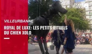 VIDÉO. Les petits rituel du chien Xolo de la compagnie nantaise Royal de Luxe