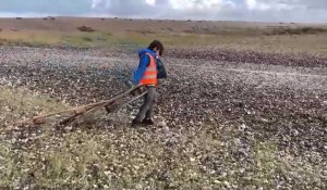Ramassage des déchets à Cayeux sur Mer