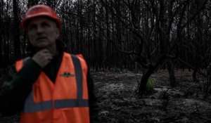 Incendies géants été 2022 : faire renaître les forêts françaises de leurs cendres