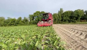 Récoltes des betteraves sucrières : montez à bord d'une arracheuse et d'un tracteur