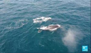 Les baleines à bosse quittent l’Antarctique pour rejoindre le Gabon