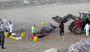 Baleine à bec morte à Sangatte : l’autopsie est en cours