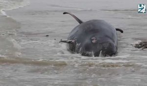 Une baleine à bec meurt après s'être échouée sur une plage du Pas-de-Calais