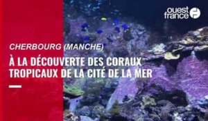VIDÉO. À la Cité de la mer de Cherbourg, des coraux tropicaux à découvrir