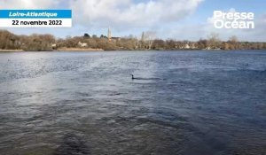 VIDÉO. Le cormoran, espèce préservée, pose problème en Loire-Atlantique 