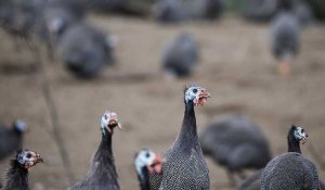 Grippe aviaire en Europe : la France veut commencer à vacciner les volailles à l'automne 2023