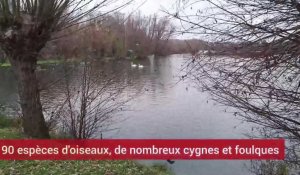Protection des oiseaux à Cléry-sur-Somme et Etinehem-Méricourt