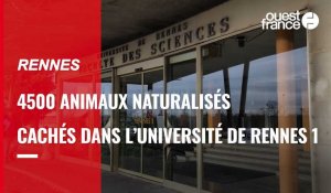 VIDÉO. 4500 animaux naturalisés cachés dans l'université de Rennes 1
