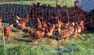 Grippe aviaire : les foyers se multiplient en Belgique