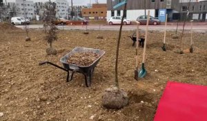 Saint-Nicolas: 160 arbres plantés pour le bois urbain