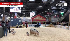 VIDÉO. Salon de l'agriculture : le Porc de Bayeux au Concours général agricole de Paris