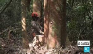 Le Gabon veut limiter sa dépendance au pétrole par l'exploitation durable du bois