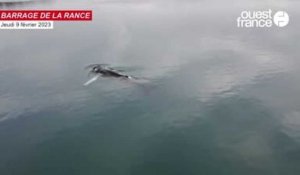 VIDÉO. La baleine multiplie les allers-retours dans l'estuaire de la Rance