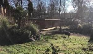 Le zoo de Lille rouvre ses portes ce samedi et il y a du nouveau