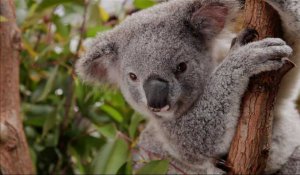 L'Australie au secours des koalas, désormais menacés d'extinction