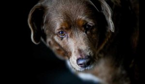 VIDÉO. Animaux : Bobi, 30 ans, sacré le chien le plus vieux du monde