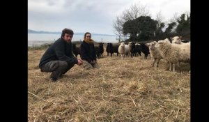 VIDÉO. En Finistère, ces éleveurs professionnels sont parmi les seuls en France à avoir des brebis landes de Bretagne