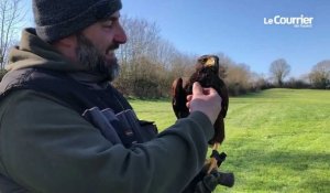 VIDEO. Des fauconniers interviennent au golf de Bressuire pour effaroucher les corneilles
