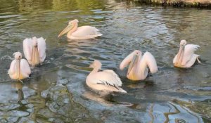 Le zoo de Lille rouvre ses portes