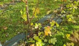 Vendanges à Cavron-Saint-Martin