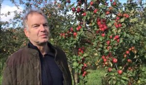 Avesnois : Nicolas Contesse, producteur de jus de pomme, nous en dit plus sur son verger bio