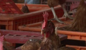 Une deuxième vie paisible pour les poules pondeuses sauvées de l'abattoir