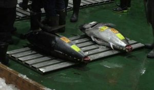 Un thon vendu aux enchères pour 257.000 euros à Tokyo