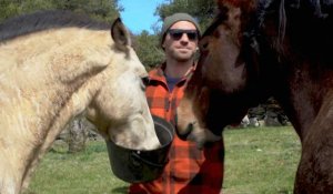 Une ONG uruguayenne achète et fait adopter des chevaux pour leur éviter l'abattoir