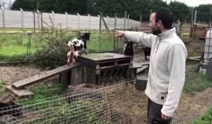 Oise: collecte de sapins pour les chèvres