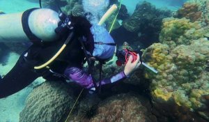 Thaïlande: les scientifiques démunis face à une nouvelle maladie tuant le corail