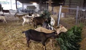 A  la chèvrerie de Valérie, à Beautor, les chèvres se régalent avec les sapins de Noël