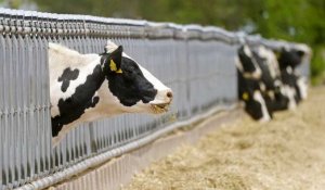 Taxe pour les émissions du bétail en Nouvelle-Zélande : les agriculteurs en colère