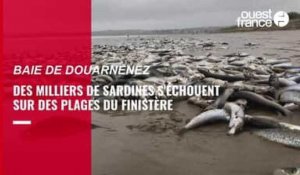 VIDÉO. En Finistère, des milliers de petits poissons bleus s'échouent sur des plages