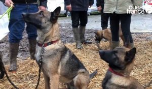 VIDÉO. À Carhaix, un week-end de concours canin pour départager les meilleurs chiens